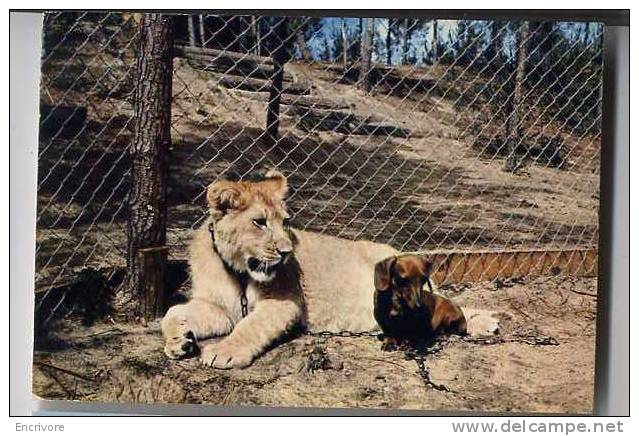 Cpm ZOO DE LA PALMYRE Le Lion Et Le Teckel Chien - Leones