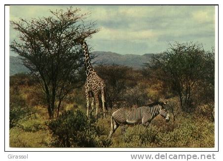 CPSM  GIRAFE Faune Africaine ZEBRE N°6845 IRIS - Zèbres