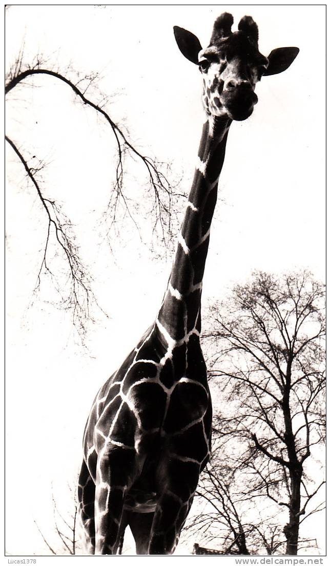 AMSTERDAM / ARTIS / GIRAFFE - Giraffes