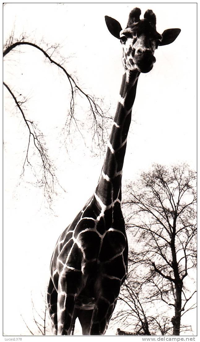 AMSTERDAM / ARTIS / GIRAFFE - Jirafas