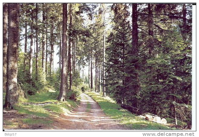 88 - Vosges - Forêt De Sapins De PLAINFAING - HABEAURUPT - SARL CLAUDEPIERRE - CDHV  - Confiserie - Plainfaing