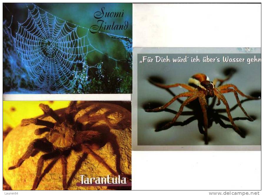 3 Spider Postcards - Carte Postale D´areignée - Insectos
