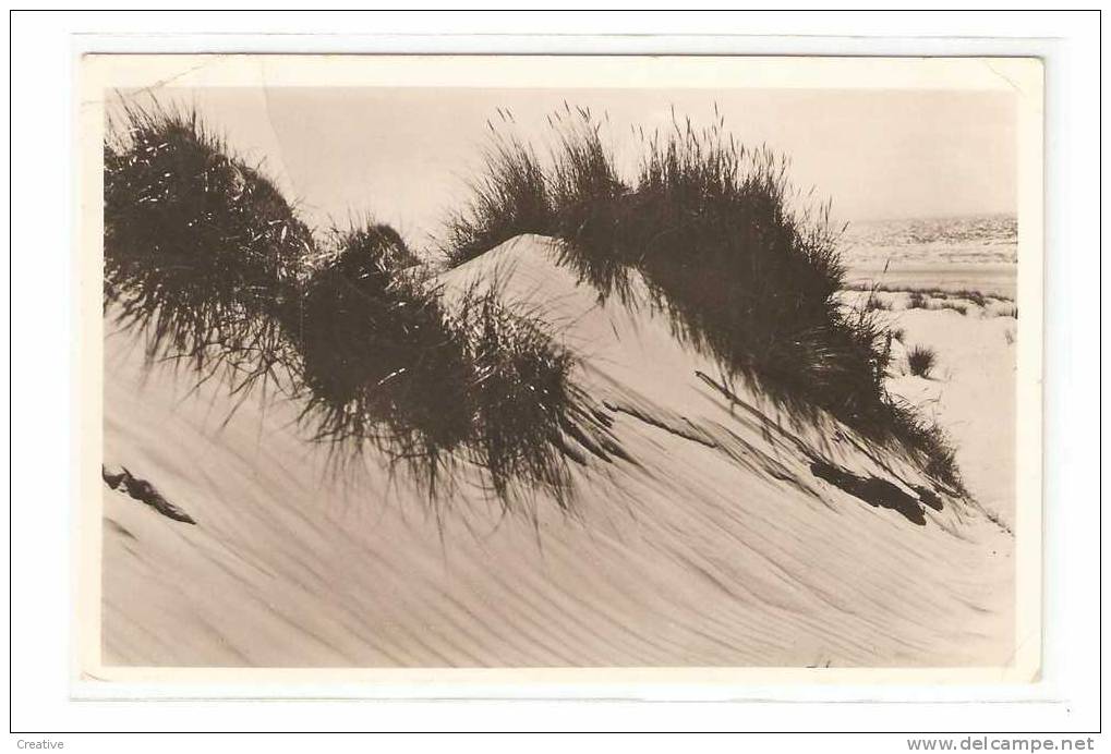 WENDUINE. DE DUINEN - LES DUNES.(sporen Van Plakboek - Restes De Colle) - Wenduine