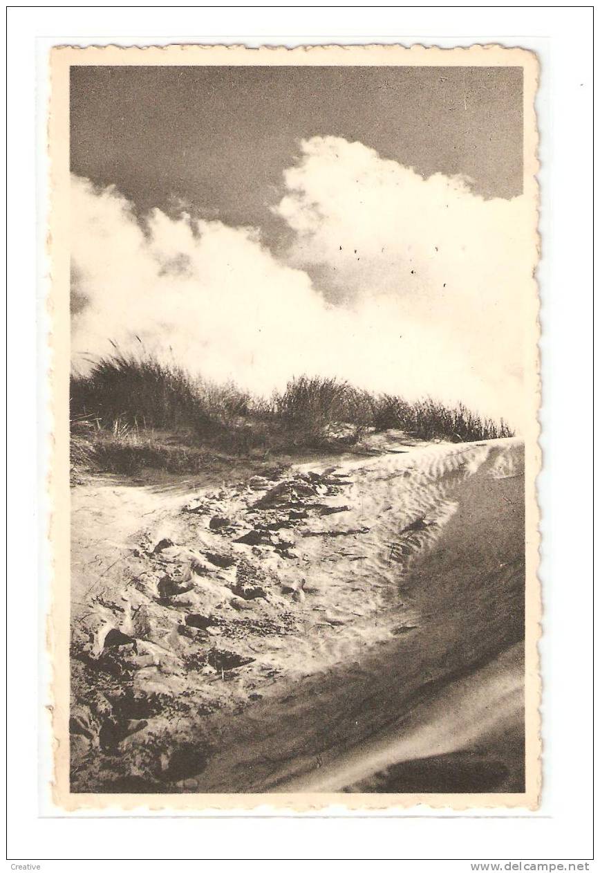 KOKSIJDE - COXIJDE.Dans Les Dunes - In De Duinen. Oblitéré - Afstempeling 1956 - Koksijde