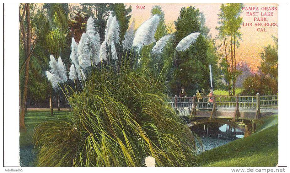 Pampa Grass, East Lake Park Los Angeles CA Pre-linen Publ.: Bosselman, NY - Los Angeles