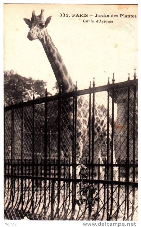 CPA -Jardin Des Plantes Paris- GIRAFE D'Ayssinie - 1916 - Girafes