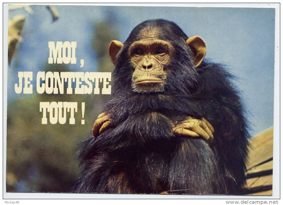 -Humoristique-- SINGE--" Moi Je Conteste Tout "  Cm N° 8001 éd  Coll  ORION - Singes