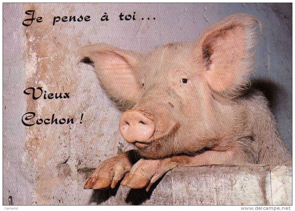 Cochons Je Pense A Toi - Cochons