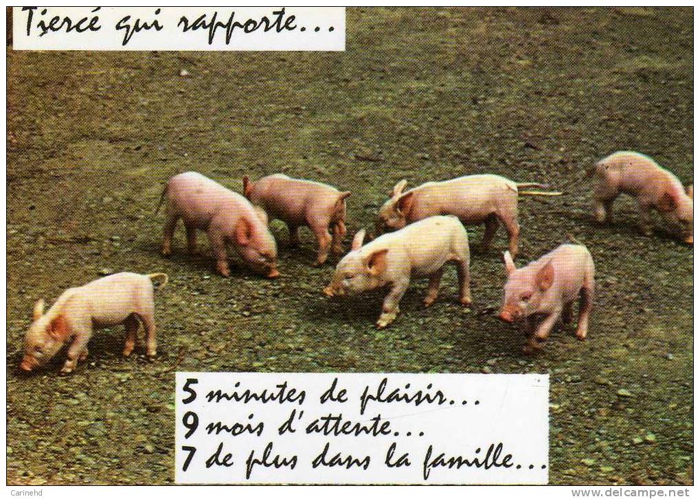 Cochons Tierce Qui Rapporte - Cerdos