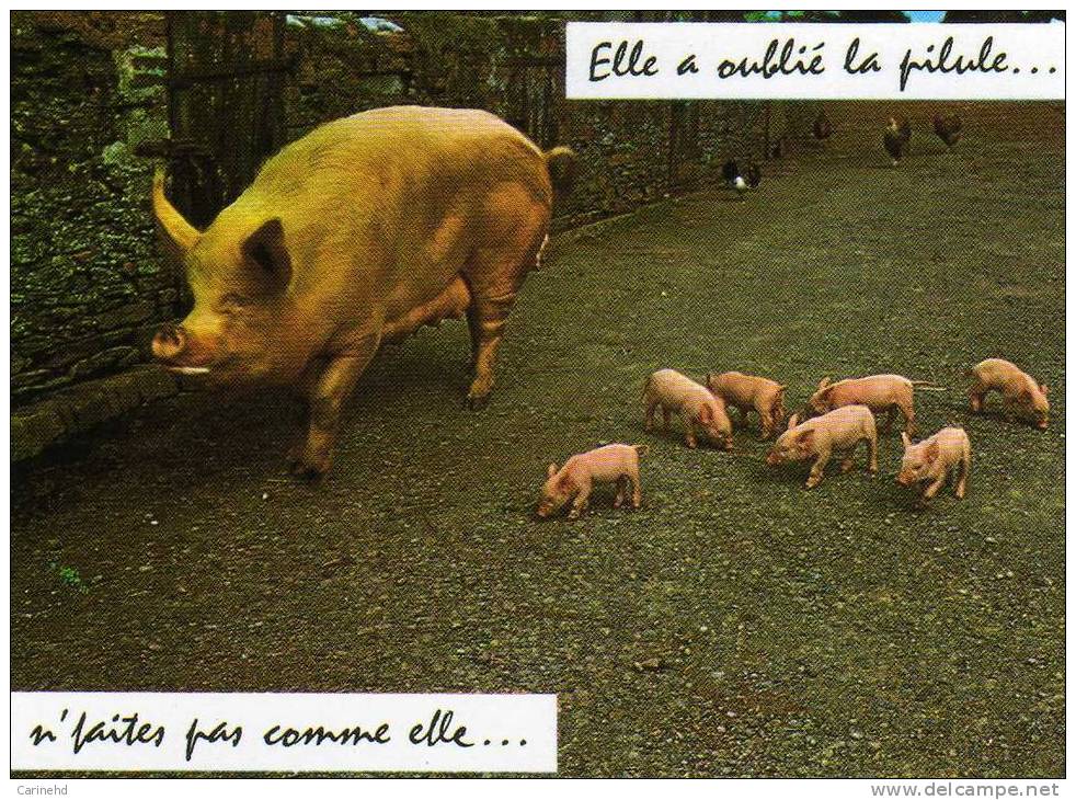 Cochons Elle A Oublie La Pilule - Schweine