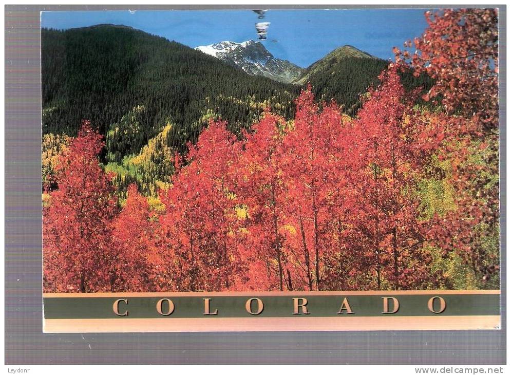 Colors Of Fall In Colorado - Otros & Sin Clasificación