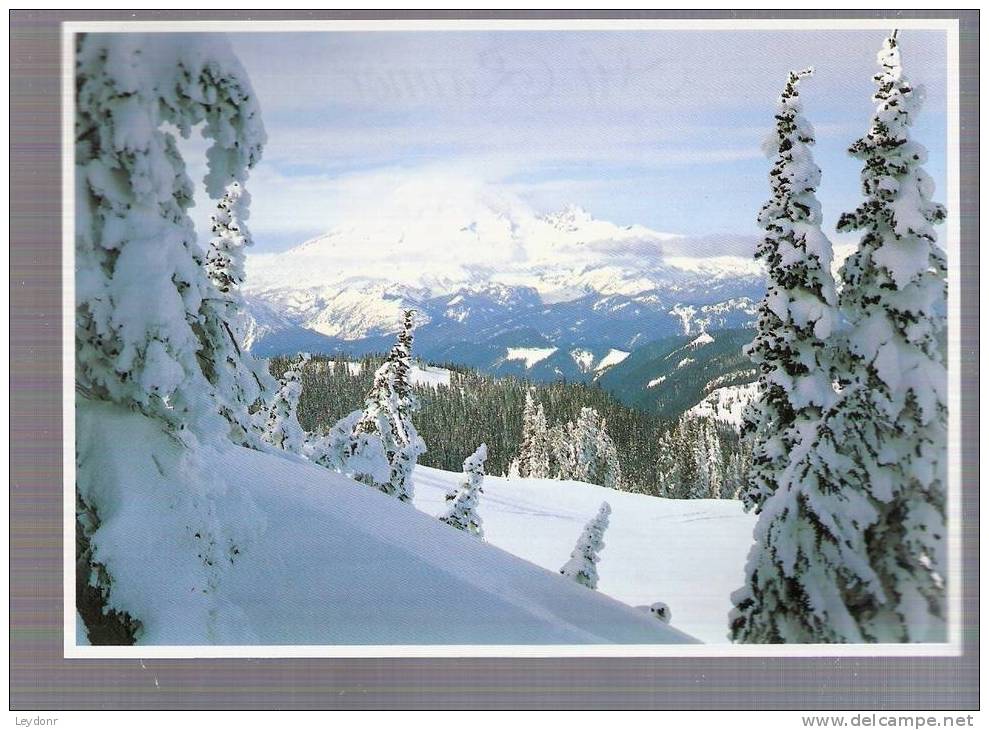 Mount Rainier - Washington's Mount Rainier As Viewed From Hogback Mountain - Sonstige & Ohne Zuordnung