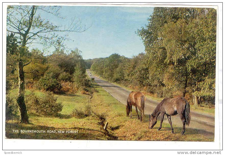 13685 Bournemouth Road New Forest 1.57.01.01 Salmon .  Cheval Horse - Bournemouth (avant 1972)