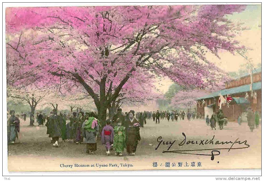 C8400 - Cherry Blossom At Uyeno Park, Tokyo - Tokyo