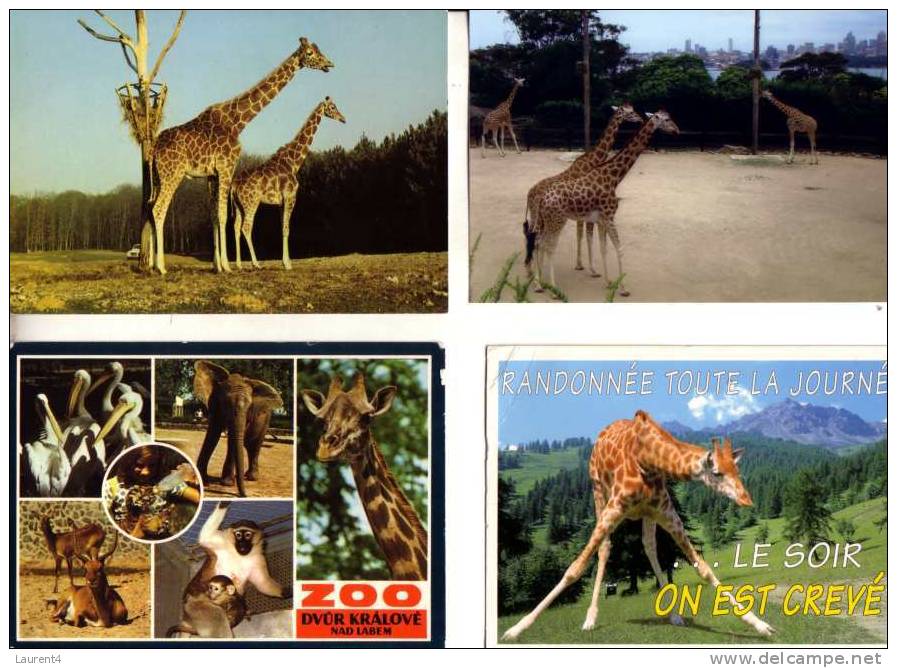 4 Carte De Giraffe - 4 Giraffe Postcard - Giraffes