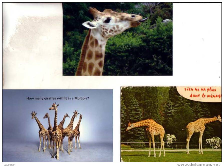 3 Carte De Giraffe - 3 Giraffe Postcard - Girafes