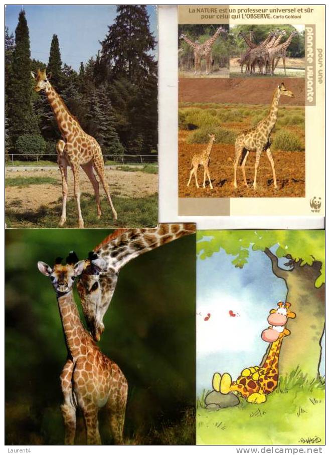 3 Carte De Giraffe - 3 Giraffe Postcard - Giraffes