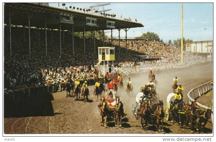 Calgary Alberta, Calgary Stampede Western Rodeo Event, Chuckwagon Races On 1970s Chrome Postcard - Calgary