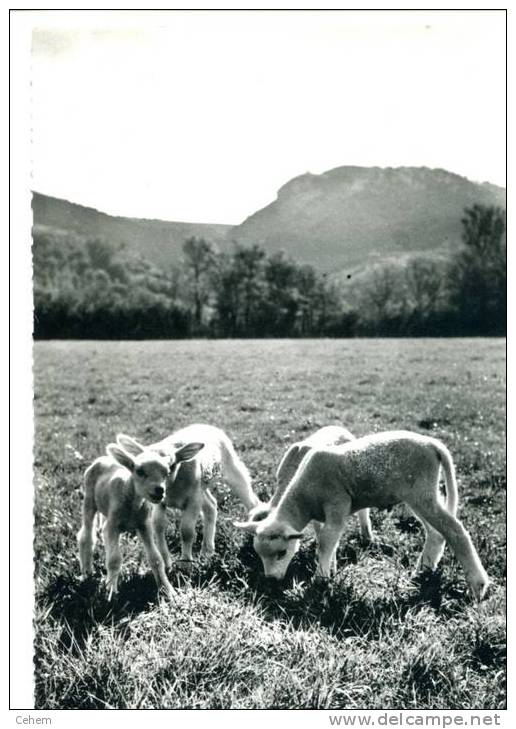 DOURGNE 81 ABBAYE SAINTE SCHOLASTIQUE LES DERNIERS NES DU TROUPEAU MOUTONS AGNEAUX - Dourgne