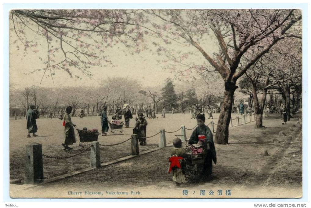 *** JAPON *** YOKOHAMA *** PARK *** CHERRY BLOSSOM *** (LANDEAUX) *** Carte Colorisée *** 1912 - Yokohama