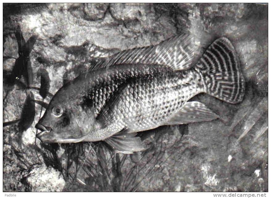 Carte Postale Poisson  Tilapia Mossambica  D'Afrique Topicale  Trés Beau Plan - Fische Und Schaltiere