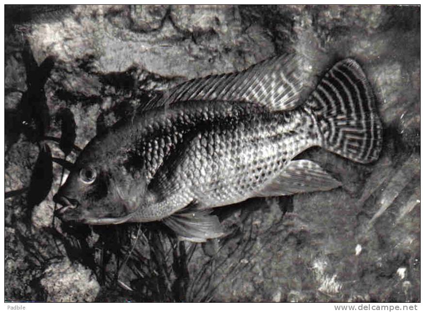 Carte Postale Poisson Tilapia Mossambica  D'Afrique Tropicale Trés Beau Plan - Pesci E Crostacei