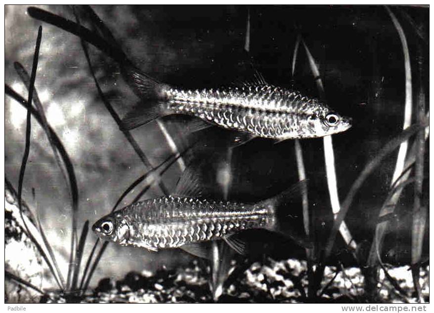 Carte Postale Poisson  Barbus Deserti D'Afrique Occidentale Trés Beau Plan - Fische Und Schaltiere