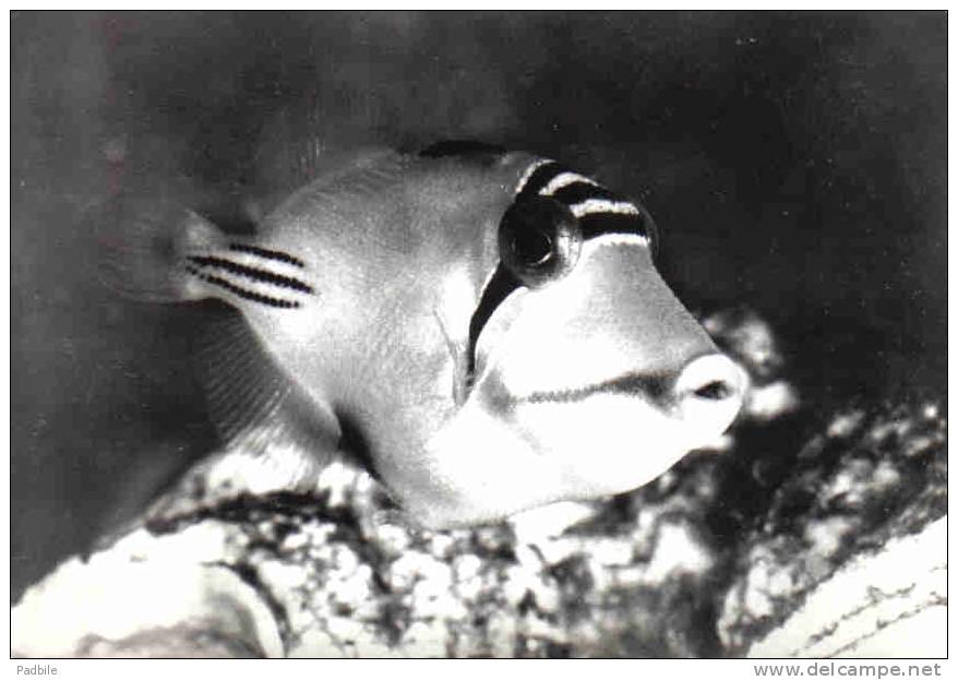 Carte Postale Poisson  Baliste De La Mer Rouge Trés Beau Plan - Poissons Et Crustacés