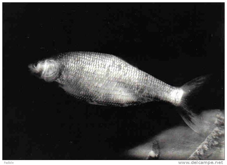 Carte Postale Poisson Orfe Ou Ide-Mélanote D´Europe Centrale Et Orientale Trés Beau Plan - Fish & Shellfish