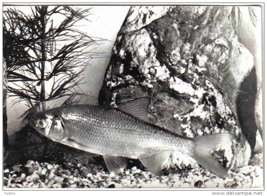 Carte Postale Poisson  Gardon   D´Europe Trés Beau Plan - Poissons Et Crustacés