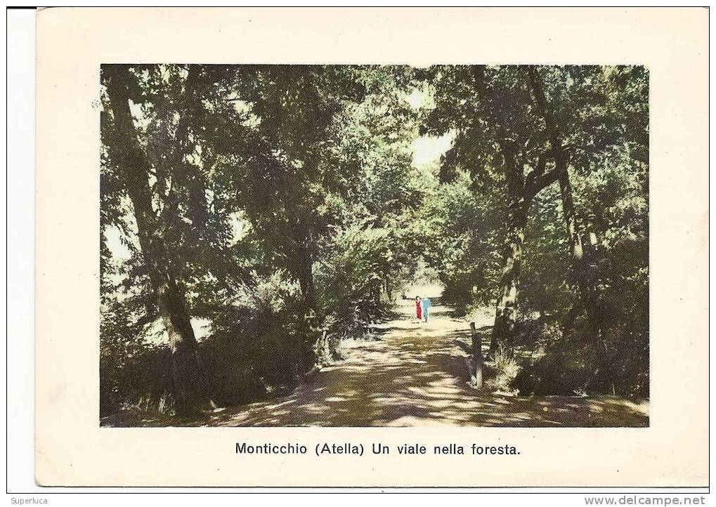 Monticchio(atella)-un Viale Nella Foresta - Potenza