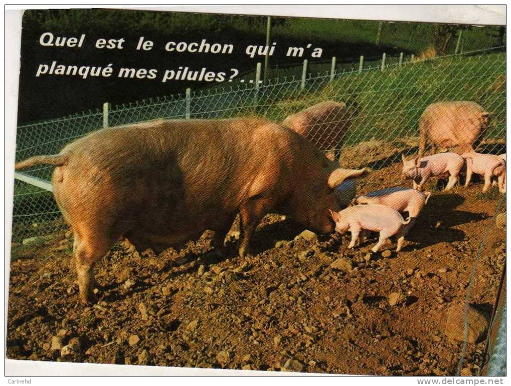 Cochon Quel Est Le Cochon Qui A Planque Mes Pilules - Cochons