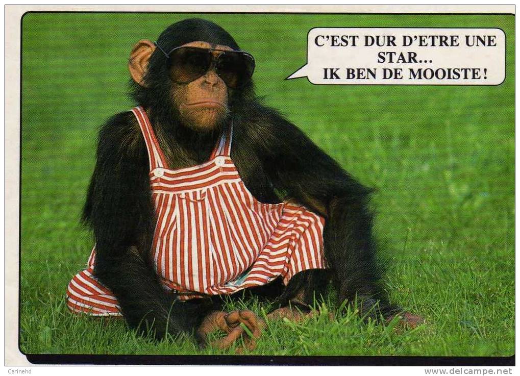 Singe C'est Dur D'etre Une Star - Monkeys