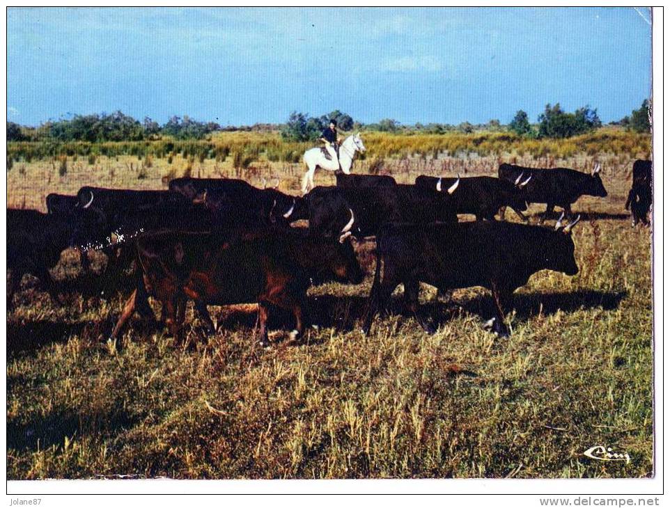 CPM     CAMARGUE      TTAUREAUX       MANADE DE TOROS - Languedoc-Roussillon