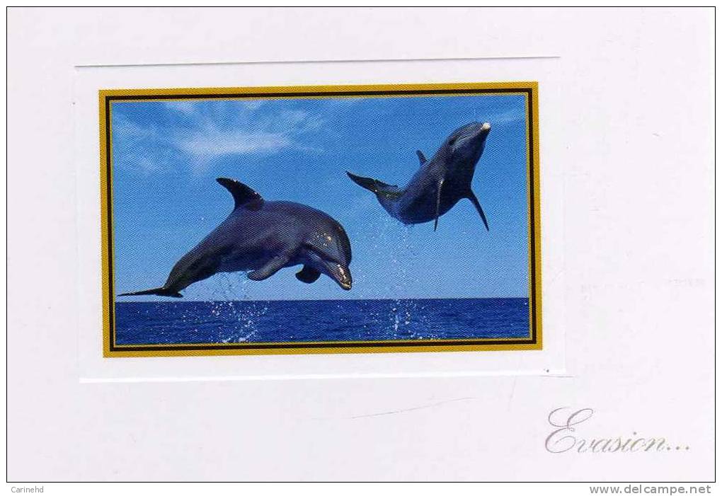 Dauphins - Dolfijnen