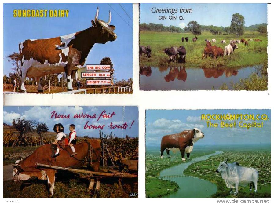 4 Carte De Vache Et Taureaux - Cow & Bull Postcards - Tauri