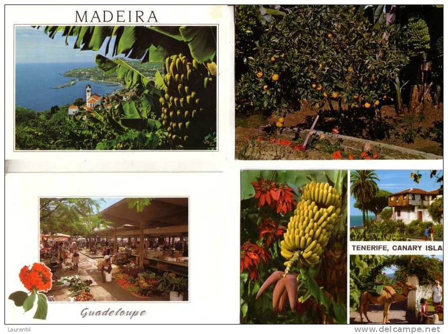 4 Carte De Bananes Et Bananier - Bananas Postcards - Cultures