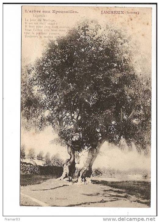 Lucheux - L'arbre Aux Epousailles  L2 - Lucheux