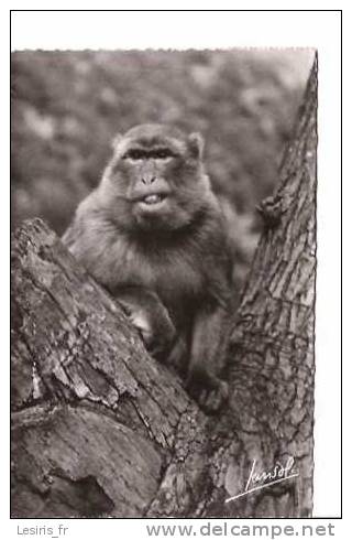 CPA - JANSOL - LES ENVIRONS DE BLIDA - VALLEE DE LA CHIFFA - LE RUISSEAU DES SINGES - - Monkeys