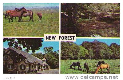 ROYAUME UNI  - NEW FOREST (RT) - Other & Unclassified