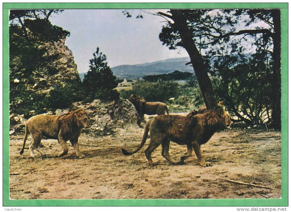 LES LIONS DU ZOO RESERVE DE SIGEAN - Carte Des Années 70 - Vierge - Lions