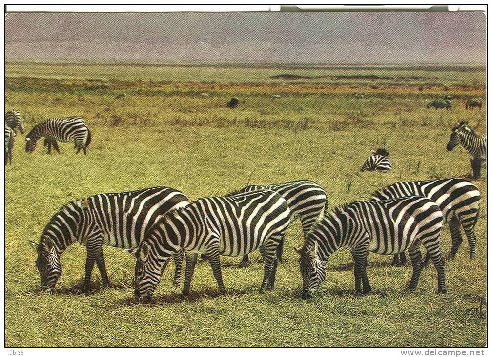 TANZANIA  - ZEBRE IN MATIONAL PARK - COLORI  VIAGGIATA  1977 -BOLOGNA . - Tanzania