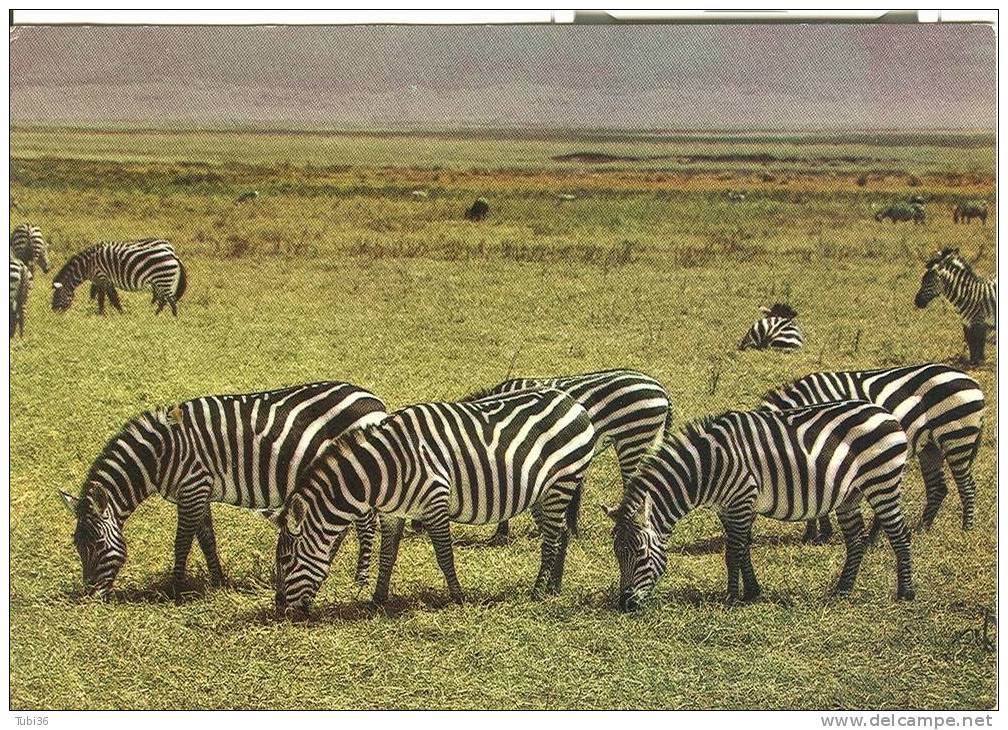 TANZANIA  - ZEBRE IN MATIONAL PARK - COLORI  VIAGGIATA  1977 -BOLOGNA . - Zèbres