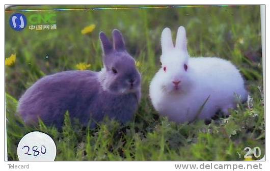 LAPIN Rabbit KONIJN Kaninchen Conejo (280) - Conejos