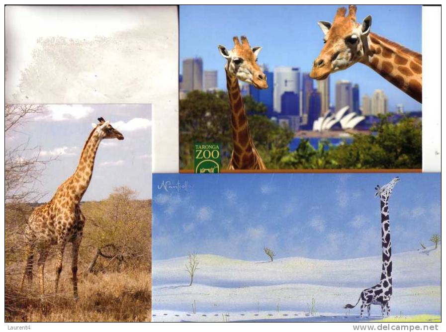 3 Giraffe  Postcard  - 3 Carte De Giraffe - Girafes