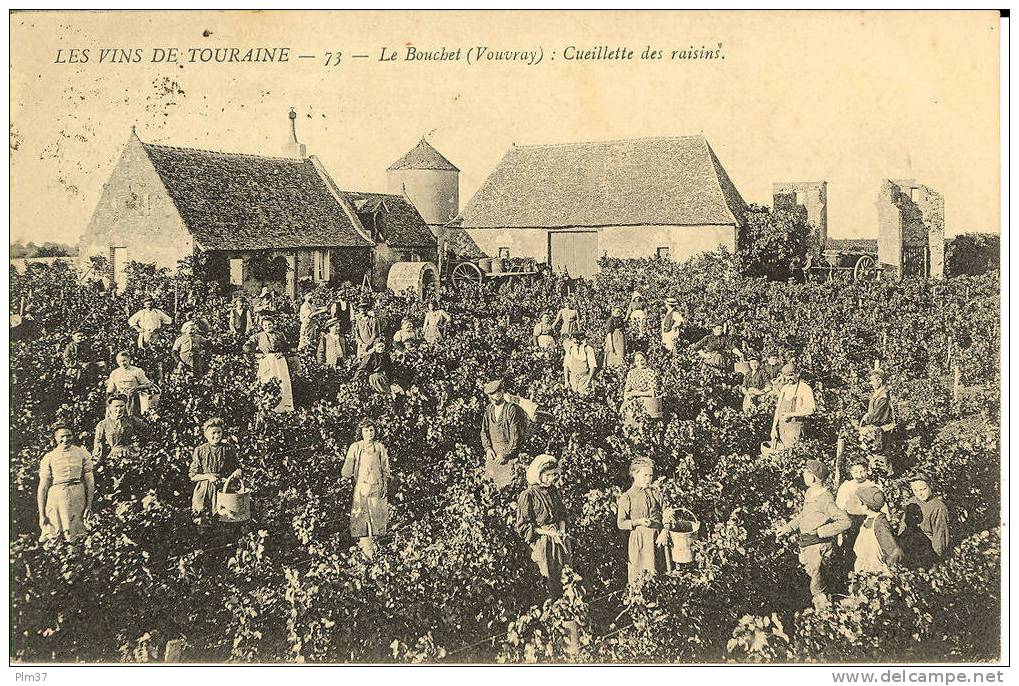 VOUVRAY - Les Vins De Touraine - Le Bouchet : Cueillette Dues Raisins - Circulé - Vouvray