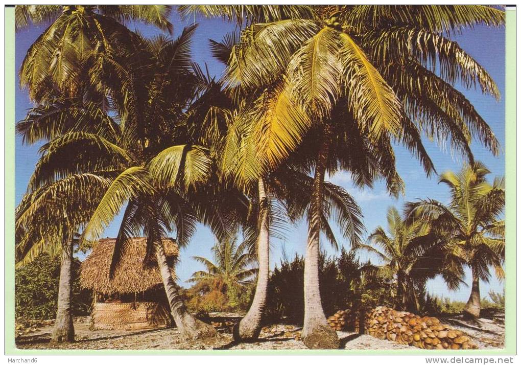 TOM.POLYNESIE FRANCAISE.PETITE PLANTATION DE COCOTIERS  ..MODERNE - Polynésie Française