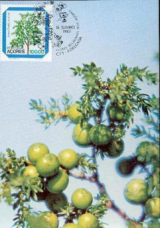 ACORES CARTE MAXI NUM.YVERT 350 FLEUR JUNIPERUS FLORE - Maximumkarten (MC)