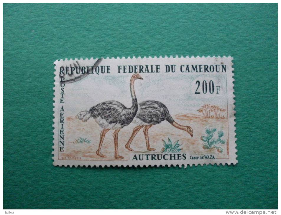 CAMEROUN. AUTRUCHES. - Ostriches