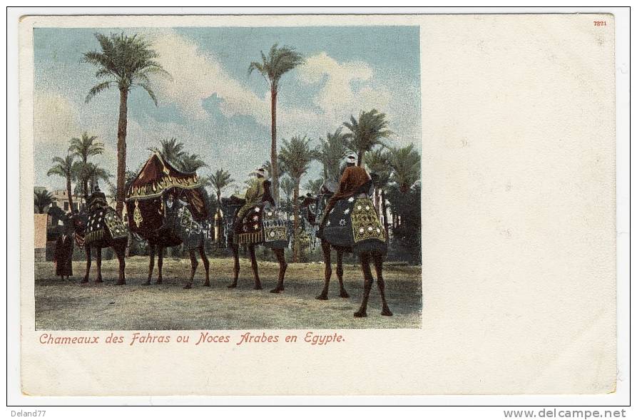 CARTE POSTALE EGYPTIENNE  Chameaux Des Fahras Ou Noces Arabes En Egypte - A Identifier